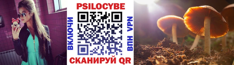 Псилоцибиновые грибы Psilocybe Новочебоксарск